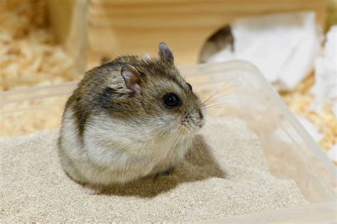 What do hamsters like to play with?