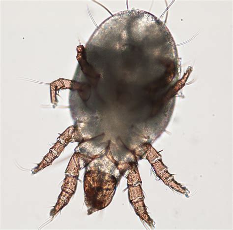 What do hay mites look like?