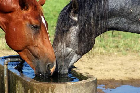 What do horses drink?