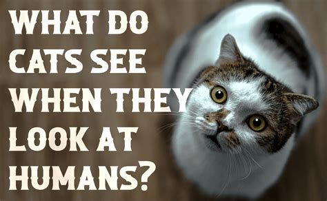 What do humans look like to cats?