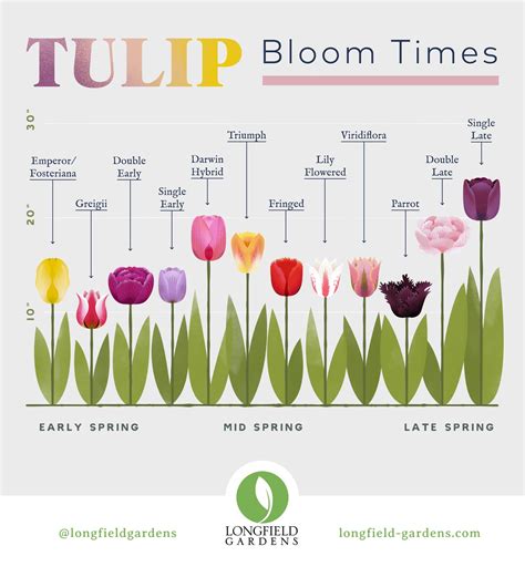 What do humans use tulips for?