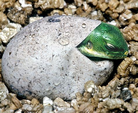 What do iguanas eggs look like?