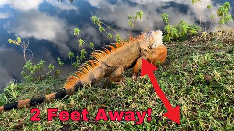 What do iguanas fear?