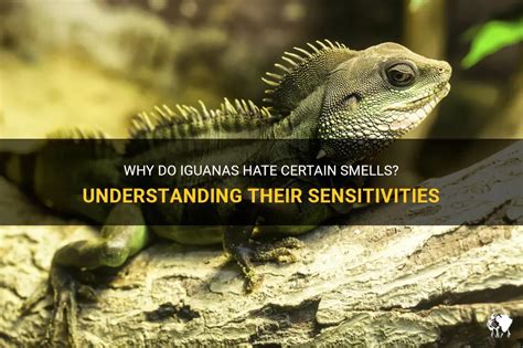 What do iguanas hate to smell?