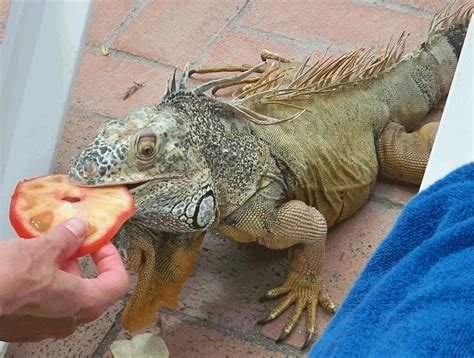 What do iguanas like doing?