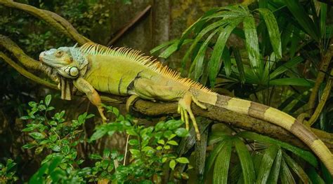 What do iguanas like in their cage?