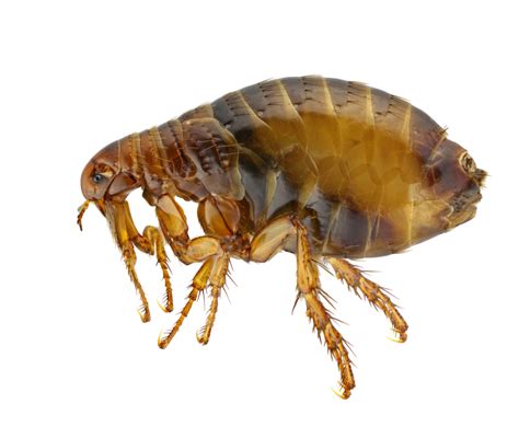 What do immature fleas look like?