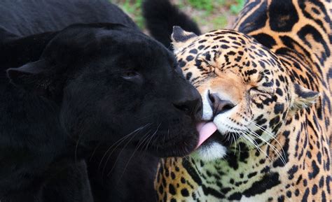 What do jaguars love?