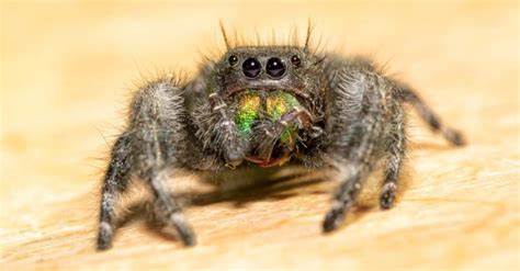 What do jumping spiders drink?