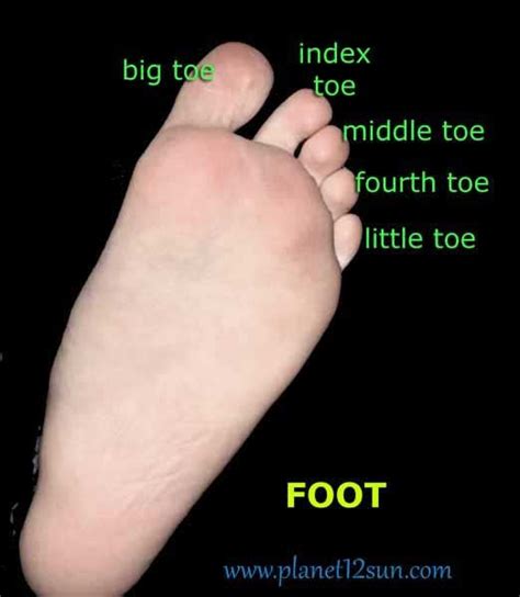 What do kids call toes?