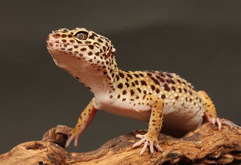 What do leopard geckos need in their habitat?