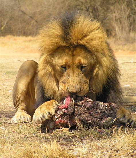 What do lions eat?