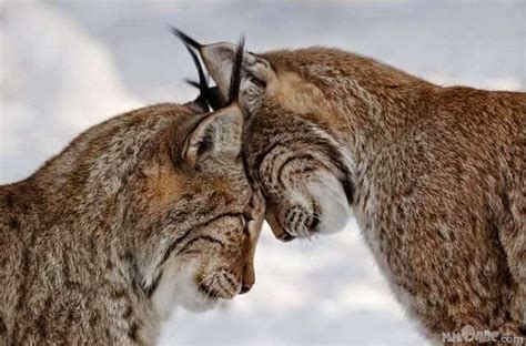 What do lynx love?