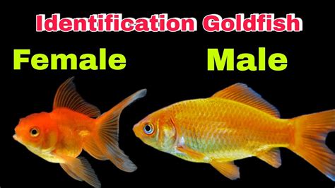 What do male goldfish look like?