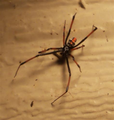 What do male widow spiders look like?