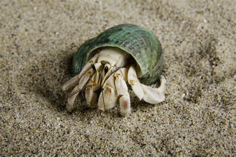What do marine hermit crabs eat?