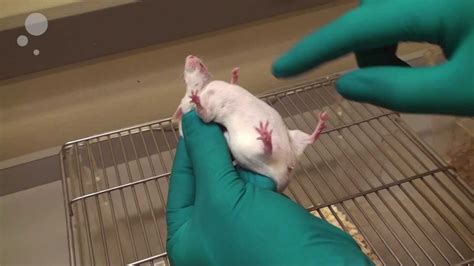 What do mice do when in pain?