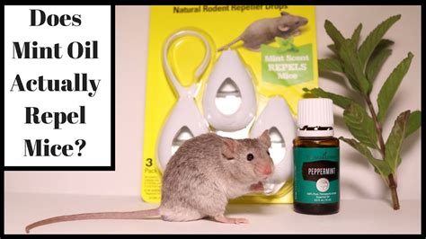 What do mice do when they smell peppermint oil?