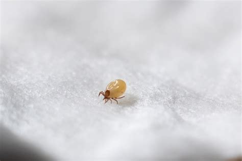 What do mites hate?