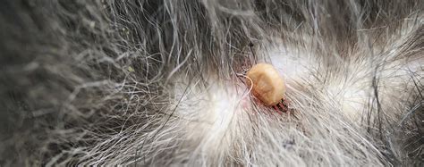 What do mites look like on dogs?