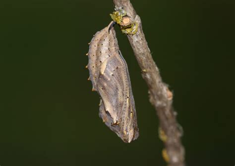 What do moths cocoon?