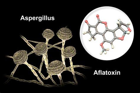 What do mycotoxins look like?