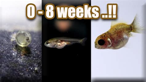 What do newborn goldfish look like?