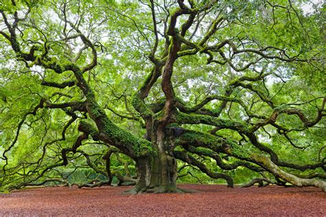 What do oak trees have?