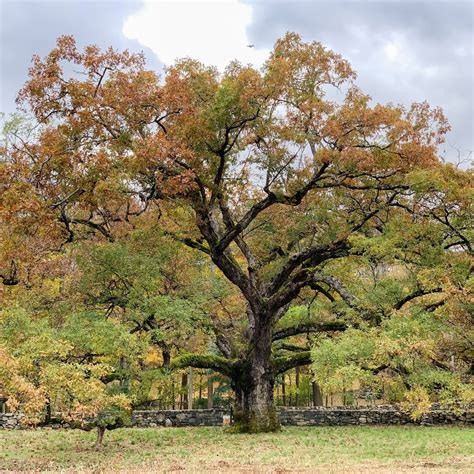 What do oak trees look like?