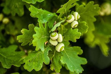 What do oak trees produce?