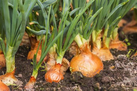 What do onions like to be planted next to?