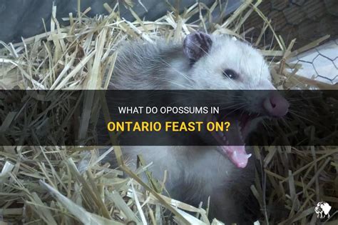 What do opossums eat in Ontario?