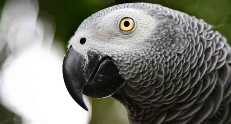 What do parrots do when they are angry?