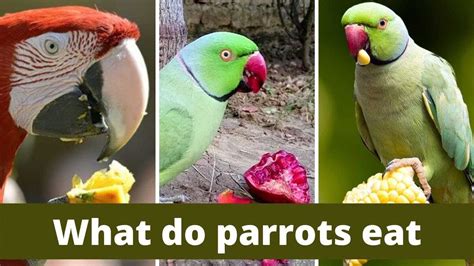 What do parrots love the most?