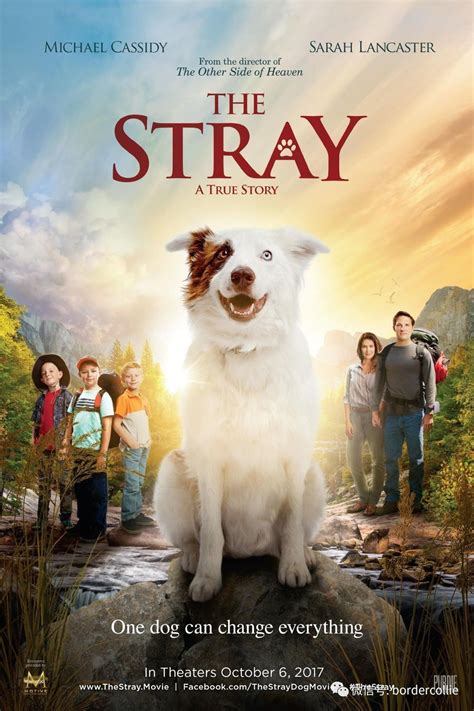 What do people think about the strays movie?