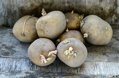 What do poisonous potatoes look like?