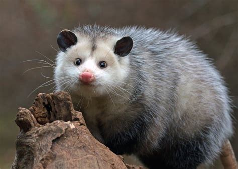 What do possums look like in Ontario?