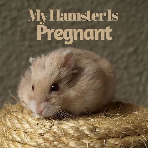 What do pregnant hamsters look like?