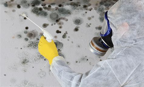 What do professional mould removers use?
