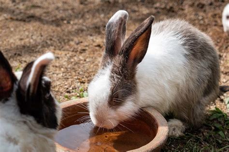 What do rabbits drink?