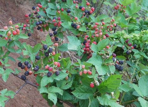 What do raspberries and blackberries look like?