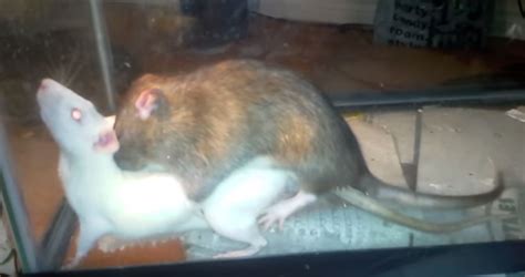 What do rats having sex sound like?