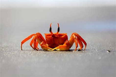 What do red crabs eat?