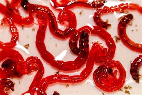 What do red worms look like?