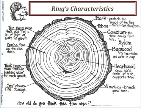 What do rings tree mean?