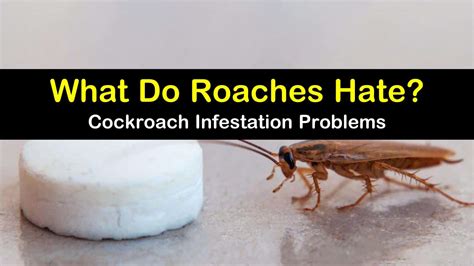 What do roaches hate?