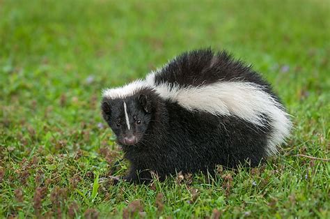What do skunks eat in Canada?