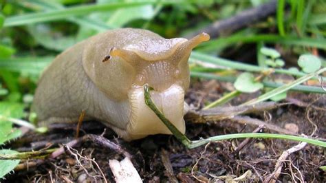 What do slugs do?