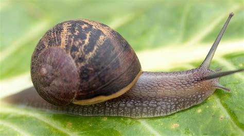 What do snails hate the most?