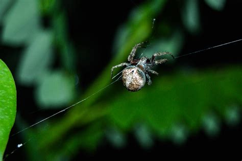 What do spiders do when they detect human fear?